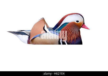 Mandarin duck, Aix galericulata, single male on water, Warwickshire, March 2013 Stock Photo