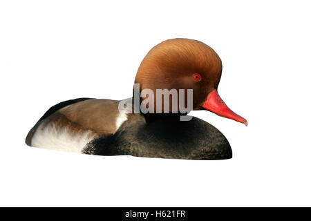 Red-crested pochard, Netta rufina, single male on water, Switzerland Stock Photo