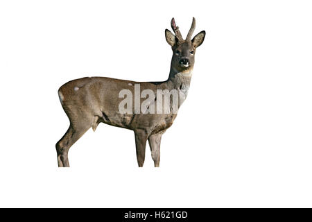 Roe deer,  Capreolus capreolus, single male by reeds, Dorset Stock Photo