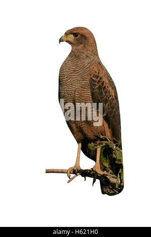 Savanna hawk, Buteogallus meridionalis, single bird on branch, Brazil Stock Photo