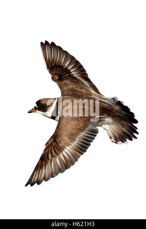 Semipalmated plover, Charadrius semipalmatus, single bird in flight, New York, USA, summer, flight Stock Photo