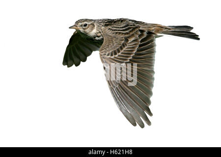 Skylark, Alauda arvensis, single bird in flight, Hebrides, Scotland Stock Photo