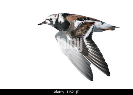 Turnstone, Arenaria interpres, single bird in flight, Dorset, UK Stock Photo