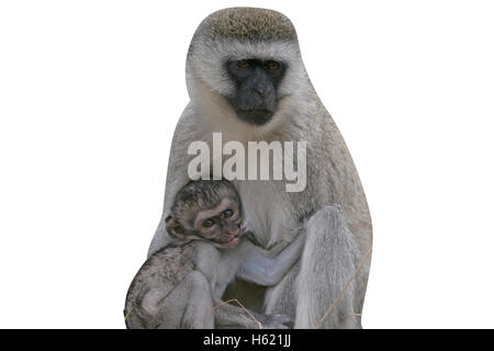 Vervet or Green monkey, Chlorocebus pygerythrus, single mammal with baby, Tanzania Stock Photo