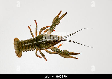 alive crayfish isolated on white background, live crayfish closeup, fresh crayfish. Boiled red crayfishes on a white dish. Broth Stock Photo