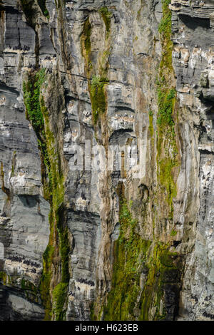 Kittiwakes (Rissa tridactyla) and Common Guillemot (Uria aalge) nesting on sheer sea cliffs, Marwick Head (RSPB) Stock Photo