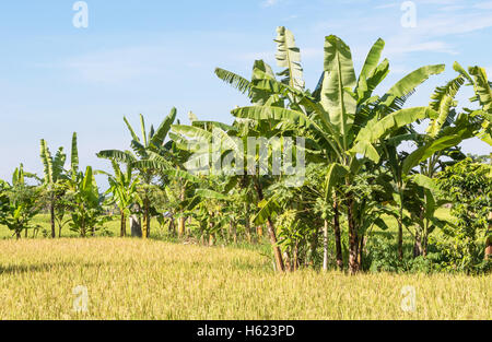 A rice paddy bordered by banana and papaya trees in Ubud in the central region of Bali, Indonesia. Stock Photo