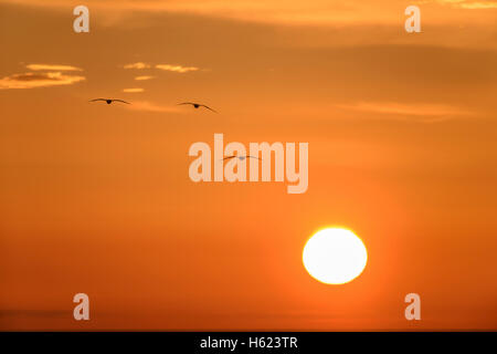 Northern Gannets (Morus bassanus) in flight at sunset, Noup Head Nature Reserve, Westray, Orkney Isles, Scotland. Stock Photo