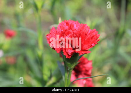 Pink flowers of carnation, or clove Dianthus caryophyllus 20570 Stock Photo