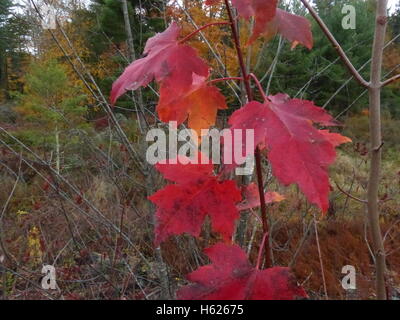 Colorful foliage of Northeastern United States Stock Photo