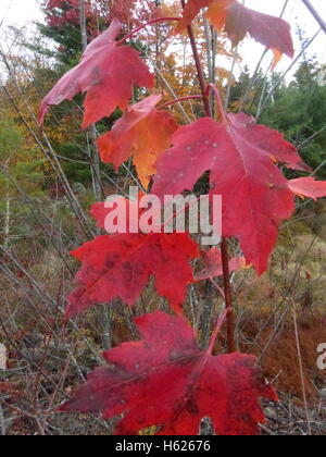 Colorful foliage of Northeastern United States Stock Photo