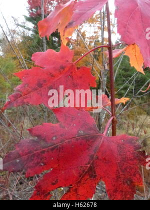 Colorful foliage of Northeastern United States Stock Photo