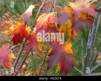 Colorful foliage of Northeastern United States Stock Photo