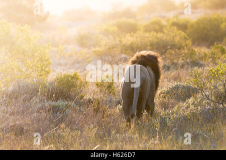 Lion walking in to the distance Stock Photo