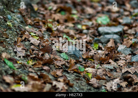 Droplets  on the dry leaf sitting on the forest ground Stock Photo