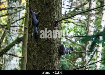 Two grey squirrels (Sciurus carolinensis) in a tree Stock Photo