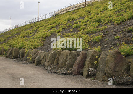 rock samphire growing on north shore, Blackpool, Lancashire, UK Crithmum maritimum Stock Photo