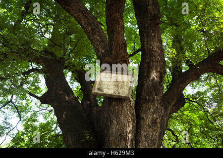 200 yr old tamarind tree in Osmania Hospital saved over 150 people during the Great Musi Flood of 1908 in Hyderabad,India Stock Photo