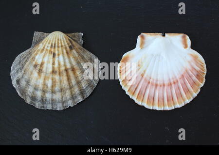 scallop shells on a slate plate Stock Photo