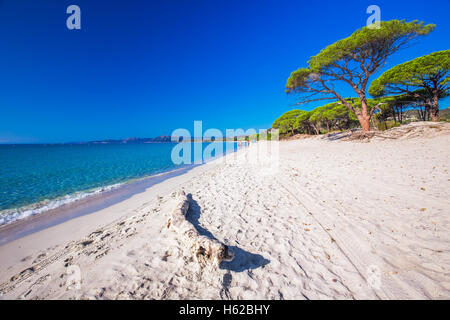 Sandy Palombaggia beach with pine trees and azure clear water, Corsica, France, Europe.