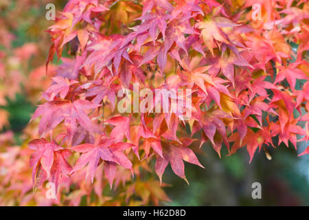 Acer palmatum subsp amoenum leaves in Autumn. Stock Photo