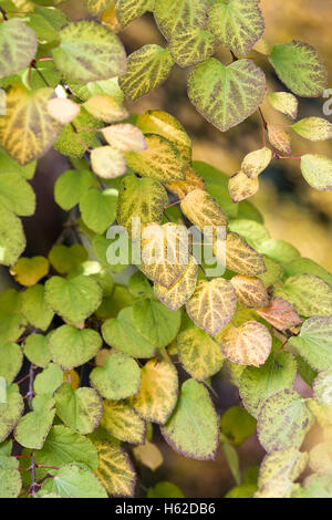 Cercidiphyllum japonicum. Katsura tree leaves in Autumn. Stock Photo