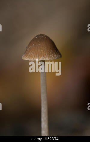 Solitary tall toadstool in England UK Stock Photo