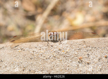 Head-on view of common darter dragonfly (Sympetrum striolatum) Stock Photo