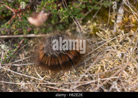 Fox moth caterpillar (Macrothylacia rubi) in Surrey heathland in England Stock Photo