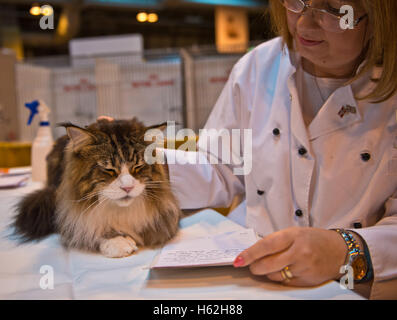 Birmingham, UK. 22nd October, 2016. NEC Birmingham. Supreme Cat Show. Judges inspect the cats at Supreme Cat Show at Birmingham's NEC. Credit:  charlie bryan/Alamy Live News Stock Photo