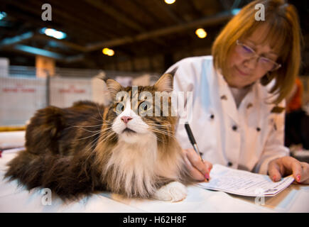 Birmingham, UK. 22nd October, 2016. NEC Birmingham. Supreme Cat Show. Judges inspect the cats at Supreme Cat Show at Birmingham's NEC. Credit:  charlie bryan/Alamy Live News Stock Photo
