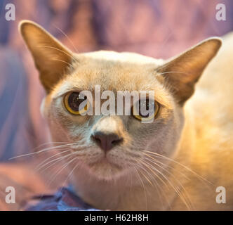 Birmingham, UK. 22nd October, 2016. NEC Birmingham. Supreme Cat Show.Blommers Braggadocio winner Lilac Burmese class at the  Supreme Cat Show at Birmingham's NEC. Credit:  charlie bryan/Alamy Live News Stock Photo