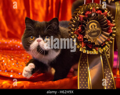 Birmingham, UK. 22nd October, 2016. NEC Birmingham. Supreme Cat Show. Hemsara Figaro winner of the short hair kitten at the  Supreme Cat Show at Birmingham's NEC. Credit:  charlie bryan/Alamy Live News Stock Photo