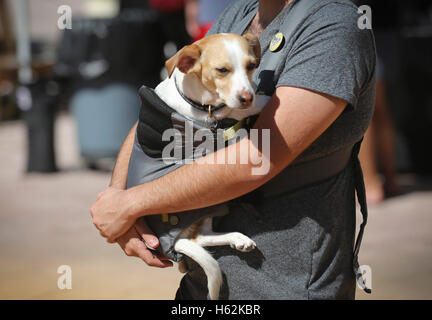 Florida, USA. 22nd Oct, 2016. Troy Perez cradles Cameron, a Jack Russell Chihuahua mix, as he walks through the West Palm Beach GreenMarket Saturday, October 22, 2016. ''She's afraid of big crowds, so I put her in a little baby harness, '' he said. © Bruce R. Bennett/The Palm Beach Post/ZUMA Wire/Alamy Live News Stock Photo