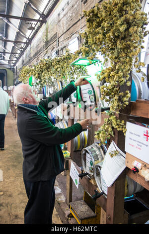 England, Tunbridge Wells. CAMRA beer and ale festival. Mature man standing and pouring a pint of beer from beer barrel, cask, among many other barrels. Stock Photo