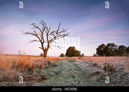 First autumn frosts. Old oak snag on the meadow in Belarus Stock Photo