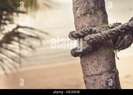 Old marine rope wrapped around palm tree on blurred background of tropical beach during sunset Stock Photo