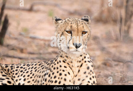 Closeup of a Wild Cheetah (Acinonyx jubatus) Lying on the Ground in Africa Stock Photo