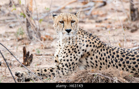 Closeup of a Wild Cheetah (Acinonyx jubatus) Lying on the Ground in Africa Stock Photo