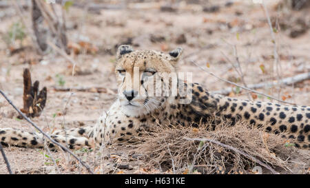 Closeup of a Wild Cheetah (Acinonyx jubatus) Lying on the Ground in Africa Stock Photo