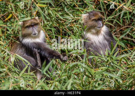 Two Sykes monkey Cercopithecus albogularis in the bamboo forest, Aberdare National Park Kenya Africa Stock Photo