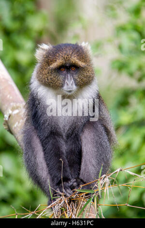 Sykes monkey Cercopithecus albogularis sitting on bamboo in the Aberdare National Park Kenya Africa Stock Photo