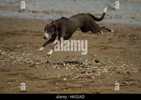 Dog running on Swansea, Wales, UK beach in winter Stock Photo