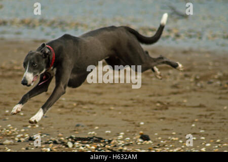 Dog running on Swansea, Wales, UK beach in winter Stock Photo