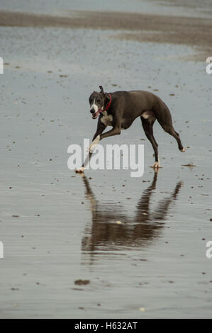 Dog running on Swansea, Wales, UK beach in winter Stock Photo