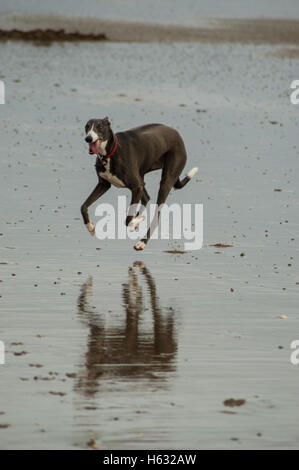 Dog running on Swansea, Wales, UK beach in winter Stock Photo