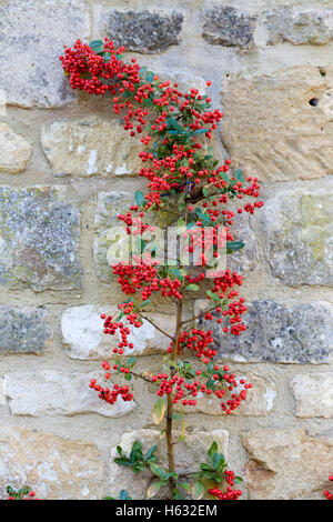 Cotoneaster atropurpureus climbing stone wall Stock Photo