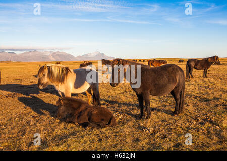 Icelandic Horses Stock Photo