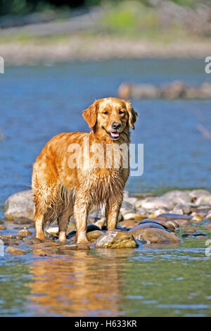 Golden Retriever standing in river, cooling off on a hot summer day. Stock Photo