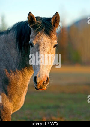 Portrait of three year old gray dapple Arabian Mare Stock Photo
